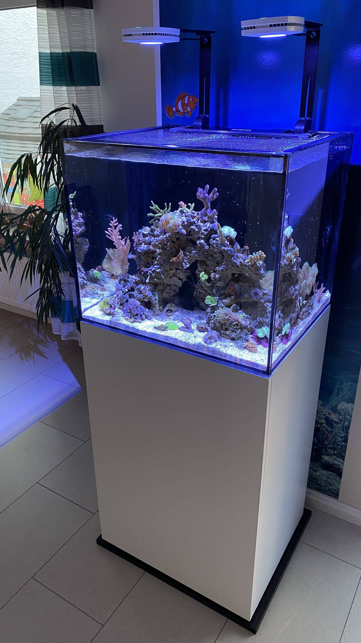 Meerwasseraquarium von Waterbox